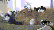 chicks capybara GIF