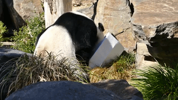 Adelaide Zoo Giant Pandas Enjoy Early Easter Treat