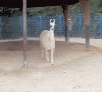 Animated GIF