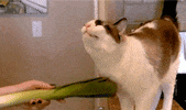 cuddle leek GIF