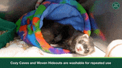 Ferret GIF by Oxbow Animal Health