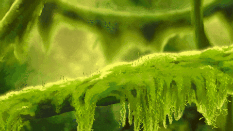 Wallpaper GIF