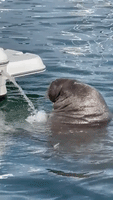 Walrus Makes Most of Boat's Bilge Pump