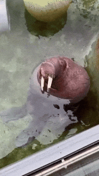 Hey Ladies: Walrus Busts Out Attention-Grabbing Mating Calls at Washington Zoo