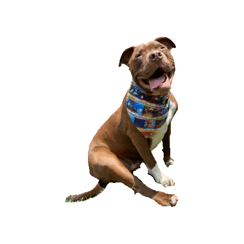 Pit Bull Dog Sticker by Geekster Pets