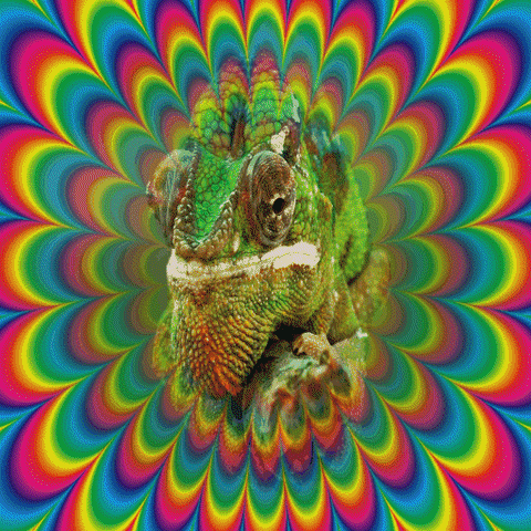 rainbow chameleon GIF by Psyklon