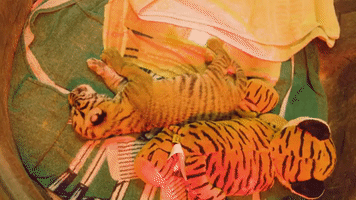 Dallas Zoo Welcomes Two Endangered Sumatran Tiger Cubs