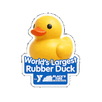 South Carolina Duck Sticker by Blacks Tire and Auto