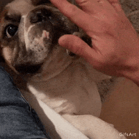 farmcupcoffee puppy frenchie french bulldog GIF