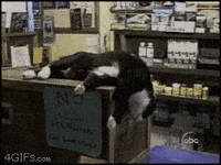 tired cat GIF