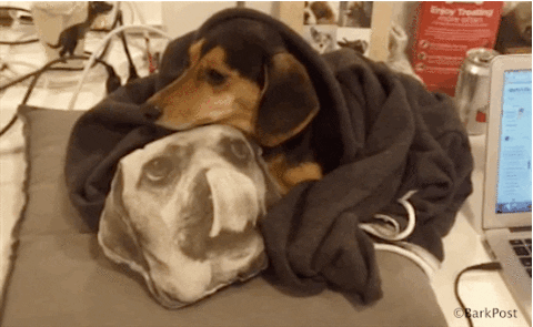 Dog Love GIF by The BarkPost