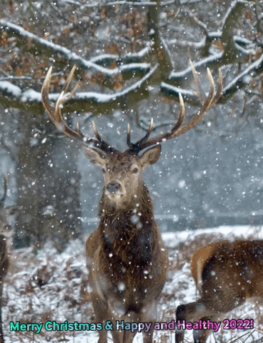 camilar35 giphygifmaker GIF