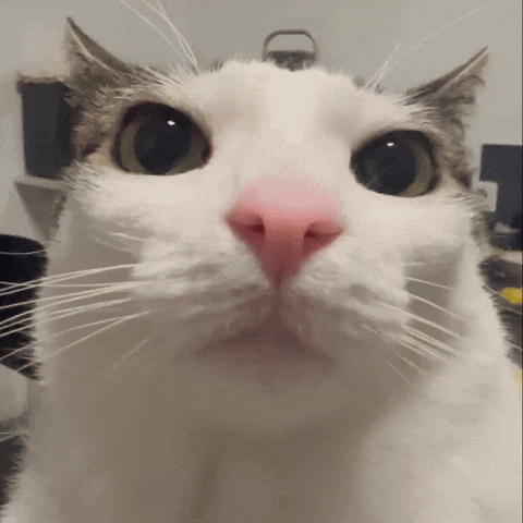 Cat Starring GIF