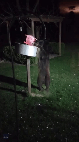 Black Bear Attacks Bird Feeder