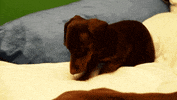 little dog GIF
