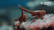 face off fight GIF by Monterey Bay Aquarium