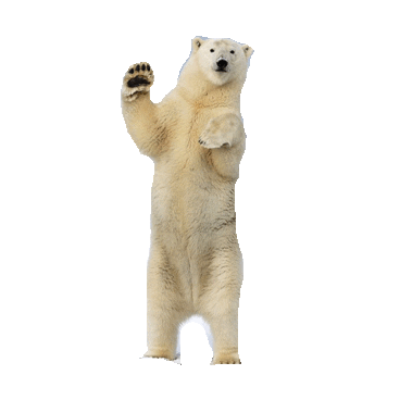 polar bear hello STICKER by imoji