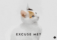 excuse me what GIF by kate spade new york