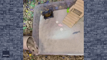 Adorable Hamster Enjoys 'Furry' Special Treasure Hunt