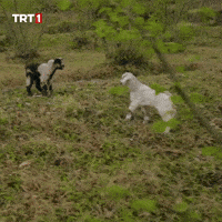Goat Sheep GIF by TRT