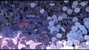 ligue 1 soccer GIF by Toulouse Football Club