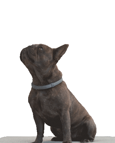 bmwbankdriversclub frenchie frenchbulldog nala driversclub Sticker