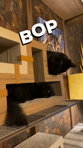 hauspanther giphygifmaker cats bop blackcats GIF