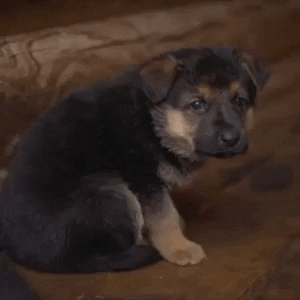 asdafil giphygifmaker cachorro perritos caninos GIF