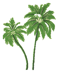 Palm Trees Summer Sticker by Tšungel