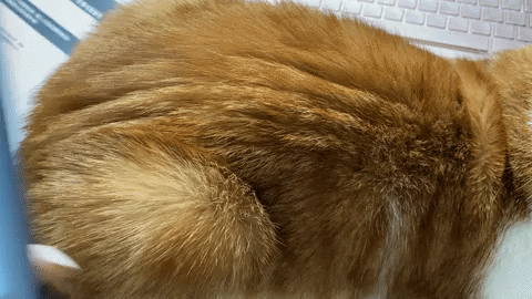 giphyupload GIF