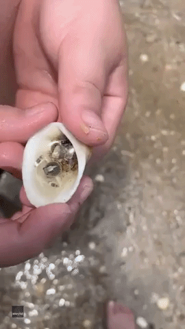 Tiny Crab Found Inside Shell at Queensland Beach