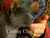 chin deal with it GIF
