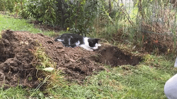 Gardening Cat Tries His Best to Help