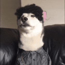 swagrman giphygifmaker dog food hungry GIF