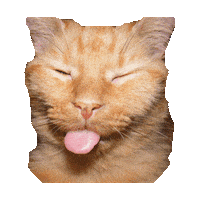 tongue GIF by imoji