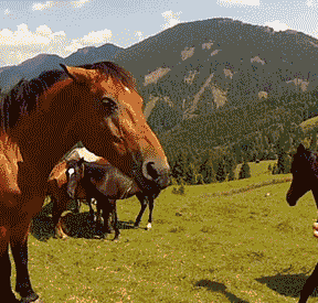 horse bite GIF by Cheezburger