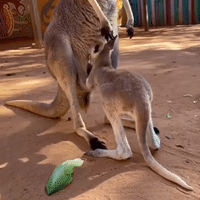 Six-Month-Old Kangaroo Joey Struggles to Get Into Mother's Pouch