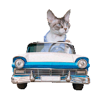 Devon Rex Cat Sticker