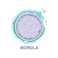 Morula Sticker by Advanced Fertility Center Cancun