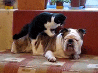 relaxed cat GIF