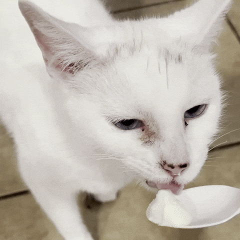 togi3e giphycreatortest GIF