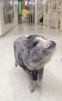 Greeting Say Hello GIF by Nebraska Humane Society