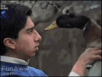 Attack Biting GIF
