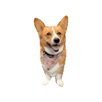 The Fellowship Corgi Sticker by Geekster Pets