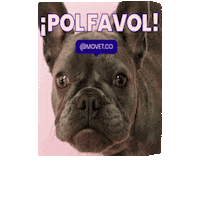 Dog Please Sticker by Movet