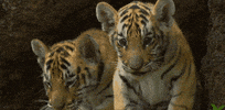 confused baby GIF