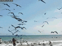 fish being GIF
