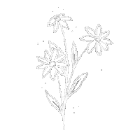 steph_fireflyatelier nature flowers minimal plants Sticker