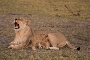 lion yawn GIF by Yellow Zebra Safaris