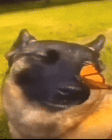 Iranmeme23 giphycreatortest GIF